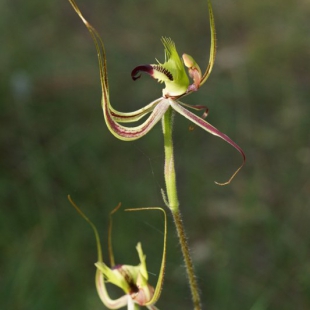 Caladenia falcata